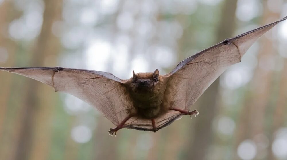 Five Signs of a Bat Infestation